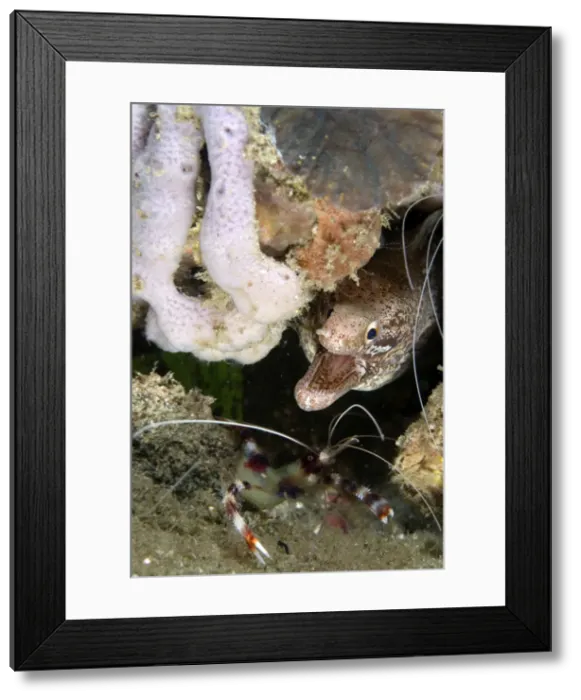 Framed Print : Picture No. 11675077 Framed Print : Picture No. 11675077