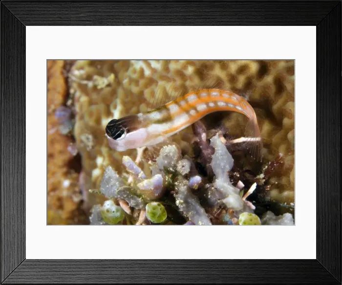 Framed Print : Picture No. 11675078 Framed Print : Picture No. 11675078