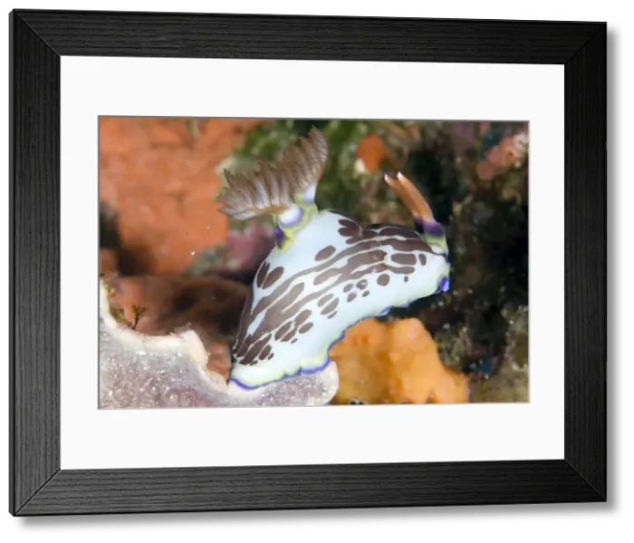 Framed Print : Picture No. 11675079 Framed Print : Picture No. 11675079