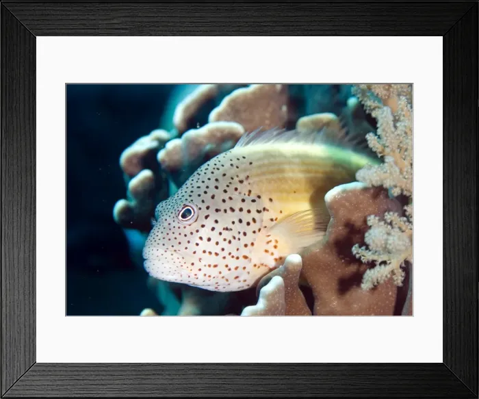Framed Print : Picture No. 11675081 Framed Print : Picture No. 11675081