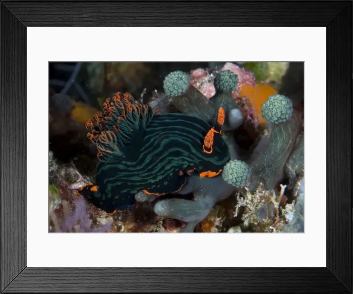 Framed Print : Picture No. 11675080