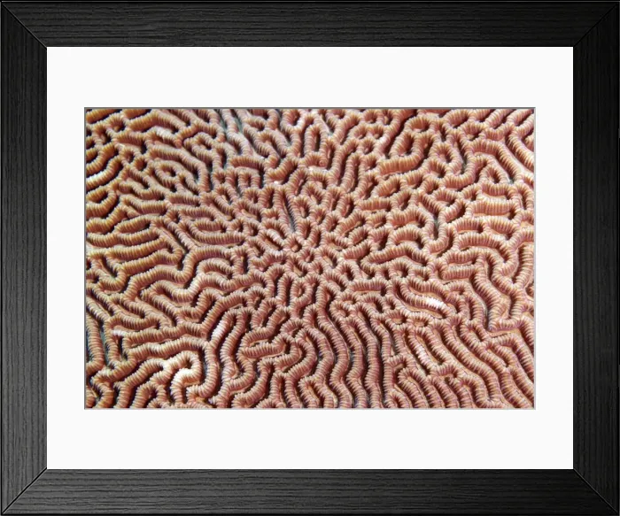 Framed Print : Picture No. 11675082 Framed Print : Picture No. 11675082