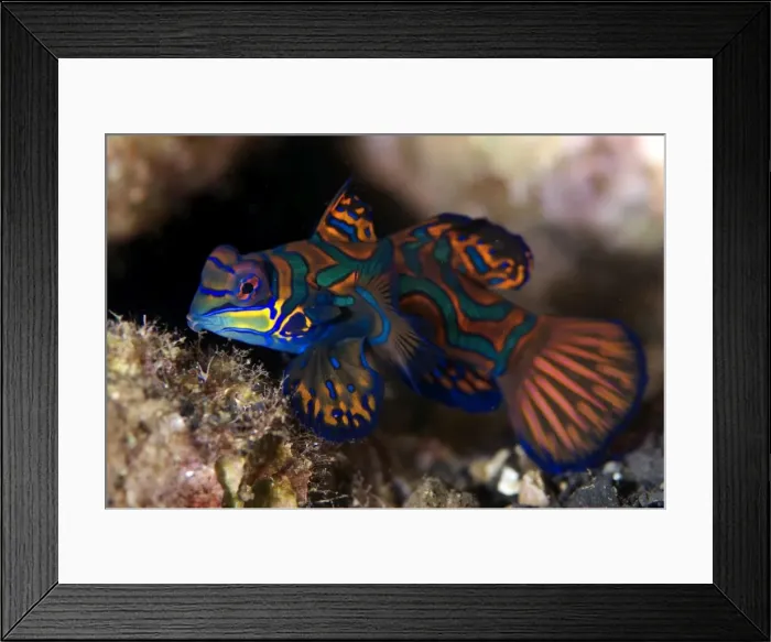 Framed Print : Picture No. 11675083 Framed Print : Picture No. 11675083