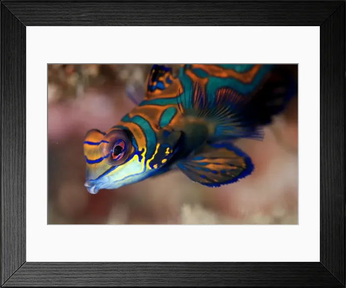 Framed Print : Picture No. 11675085 Framed Print : Picture No. 11675085