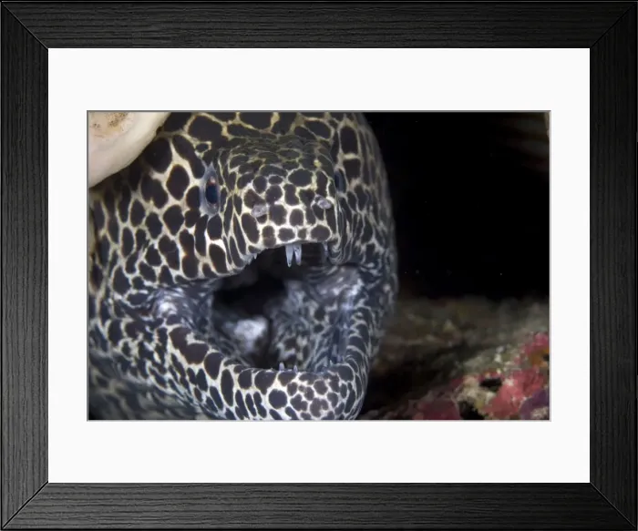 Framed Print : Picture No. 11675086 Framed Print : Picture No. 11675086