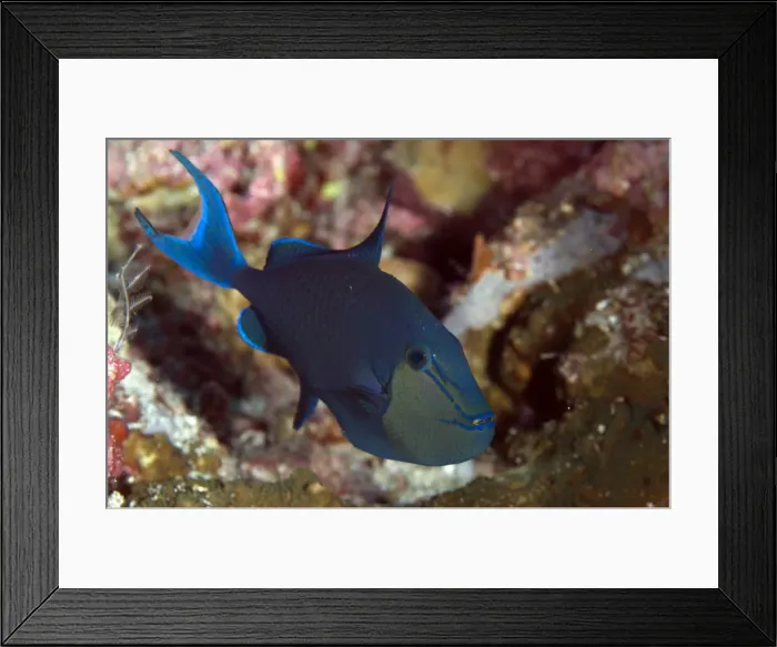 Framed Print : Picture No. 11675087 Framed Print : Picture No. 11675087