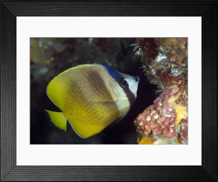 Framed Print : Picture No. 11675088