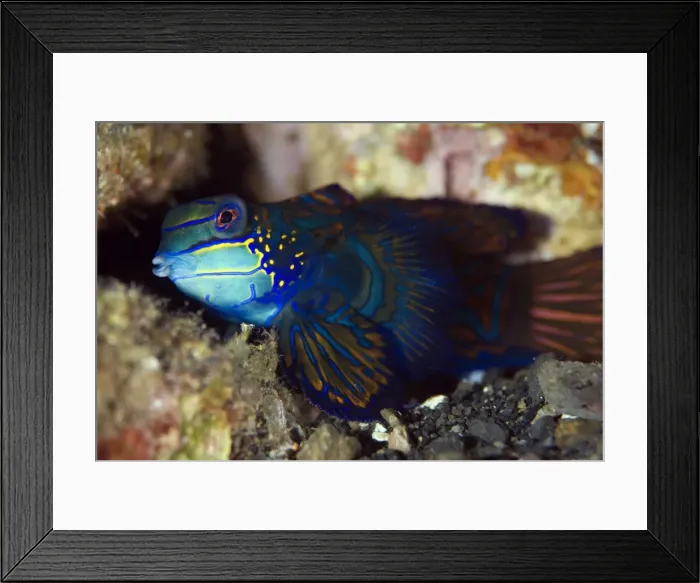 Framed Print : Picture No. 11675084 Framed Print : Picture No. 11675084