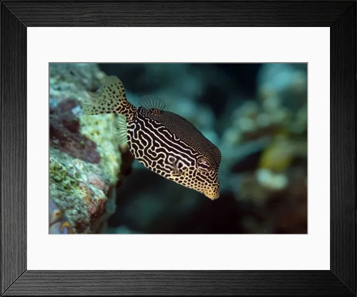 Framed Print : Picture No. 11675089 Framed Print : Picture No. 11675089