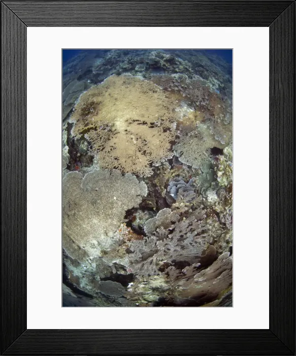 Framed Print : Picture No. 11675090 Framed Print : Picture No. 11675090
