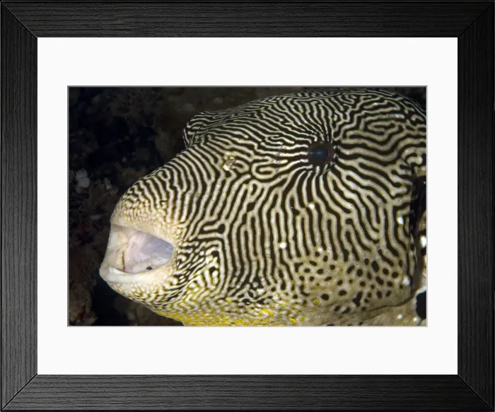 Framed Print : Picture No. 11675091 Framed Print : Picture No. 11675091