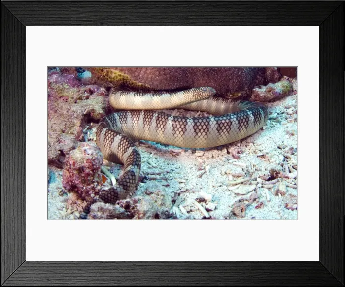 Framed Print : Picture No. 11675092 Framed Print : Picture No. 11675092