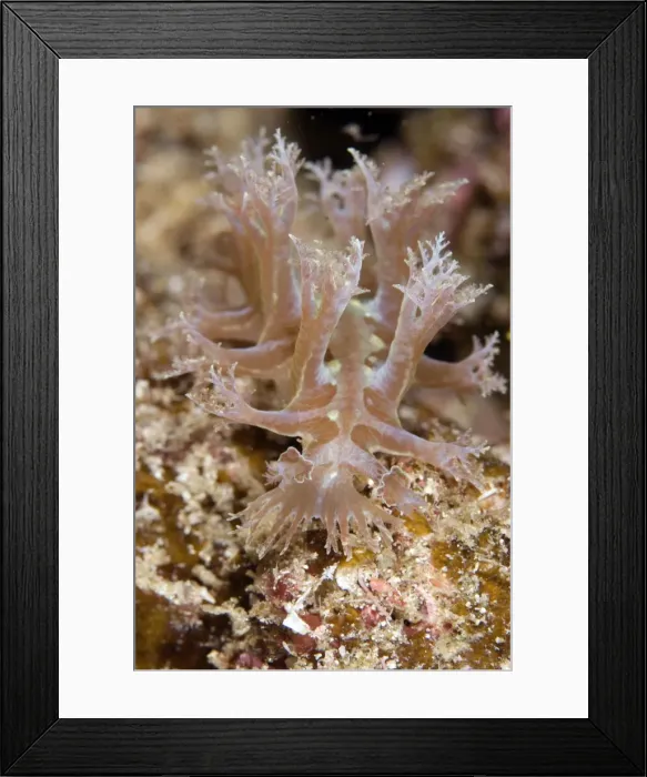 Framed Print : Picture No. 11675095 Framed Print : Picture No. 11675095