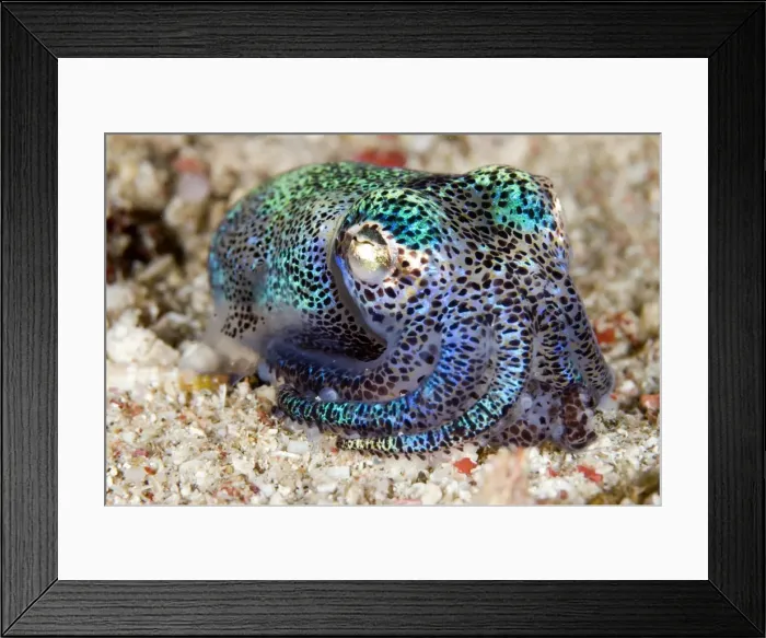 Framed Print : Picture No. 11675094 Framed Print : Picture No. 11675094