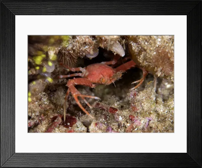 Framed Print : Picture No. 11675096 Framed Print : Picture No. 11675096