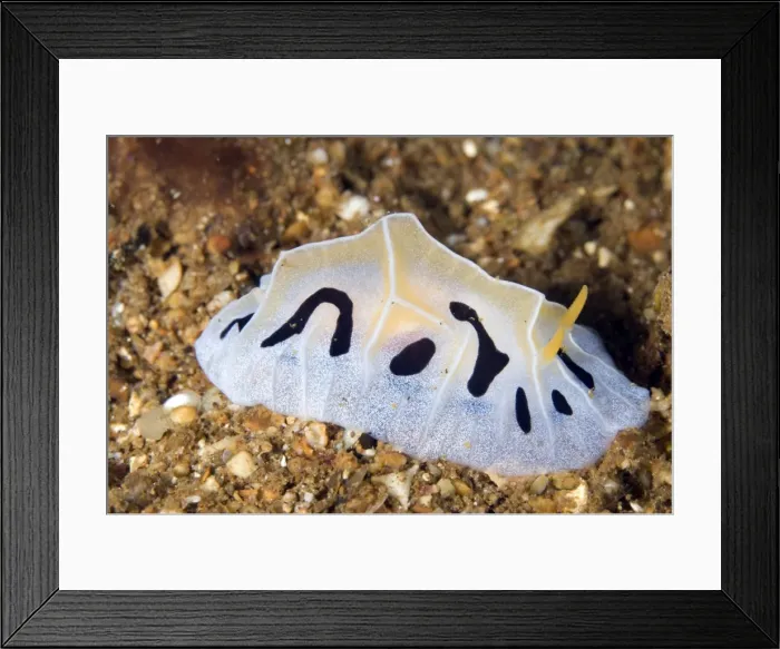 Framed Print : Picture No. 11675097 Framed Print : Picture No. 11675097