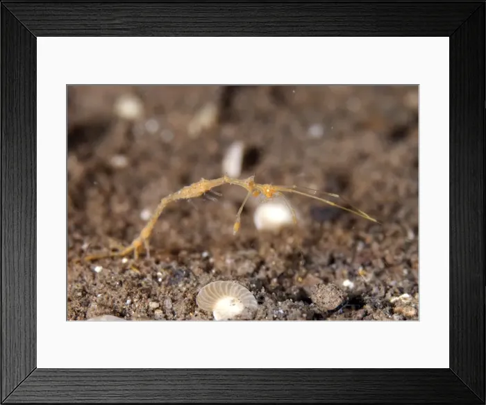 Framed Print : Picture No. 11675098 Framed Print : Picture No. 11675098