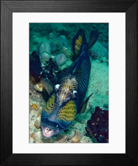 Framed Print : Picture No. 11675099 Framed Print : Picture No. 11675099