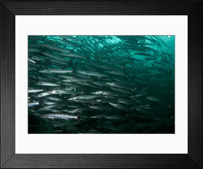 Framed Print : Picture No. 11675100 Framed Print : Picture No. 11675100