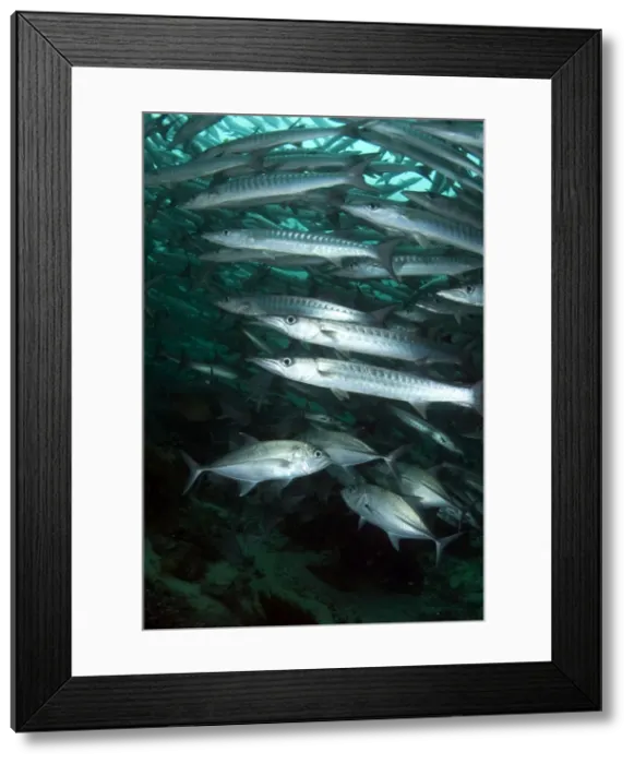 Framed Print : Picture No. 11675101 Framed Print : Picture No. 11675101