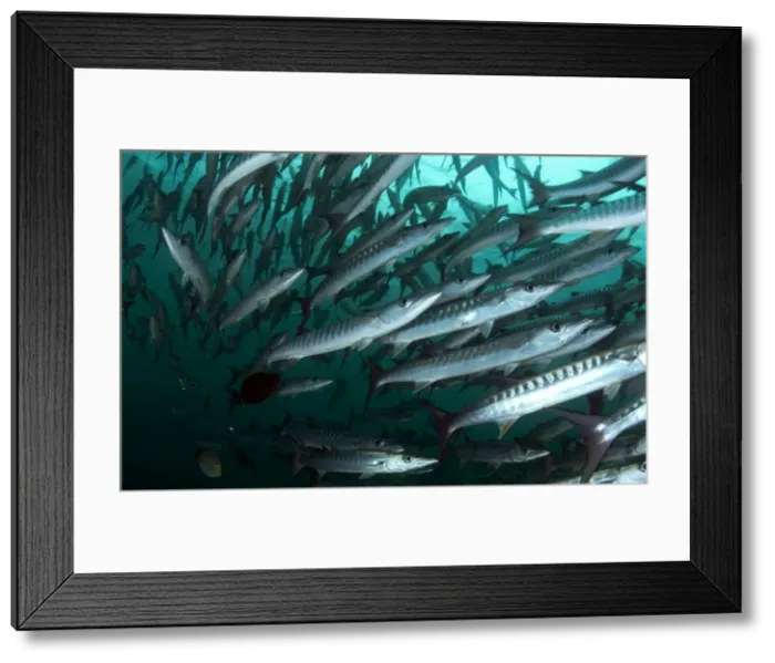 Framed Print : Picture No. 11675103 Framed Print : Picture No. 11675103