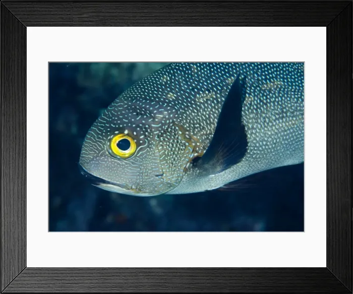 Framed Print : Picture No. 11675104