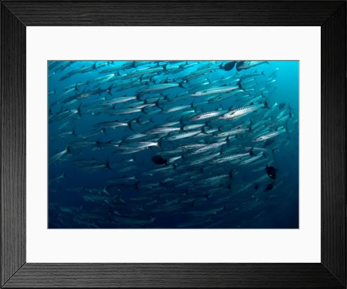 Framed Print : Picture No. 11675107 Framed Print : Picture No. 11675107