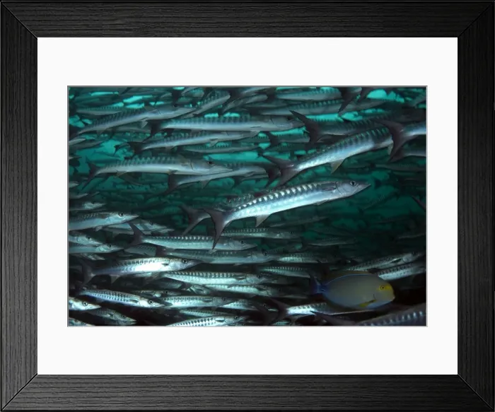 Framed Print : Picture No. 11675102 Framed Print : Picture No. 11675102