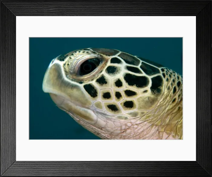 Framed Print : Picture No. 11675108 Framed Print : Picture No. 11675108