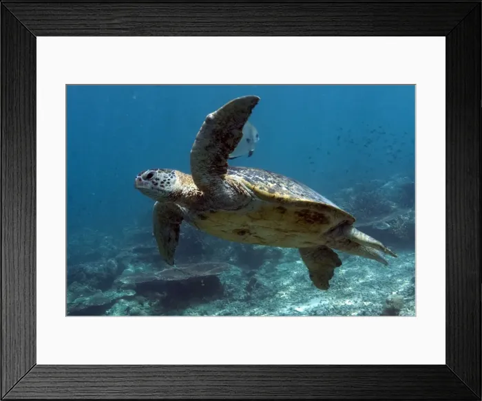 Framed Print : Picture No. 11675109