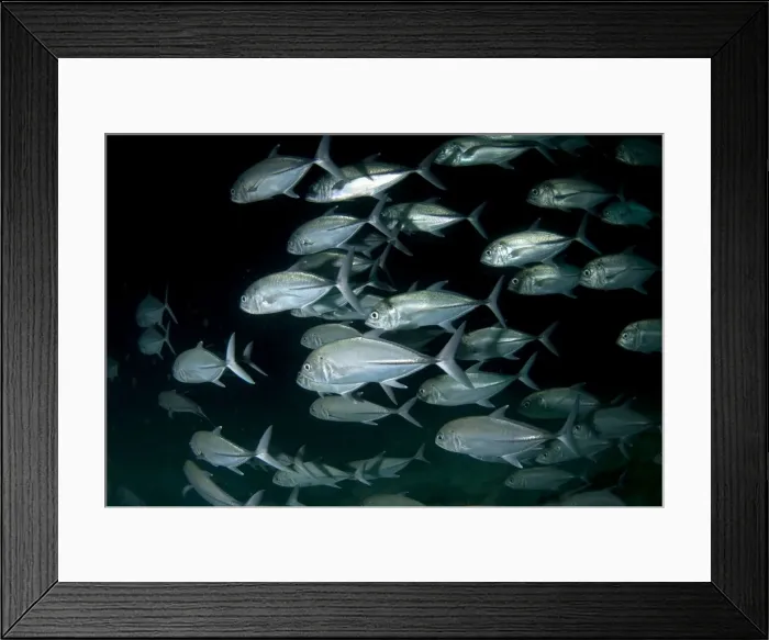 Framed Print : Picture No. 11675111 Framed Print : Picture No. 11675111