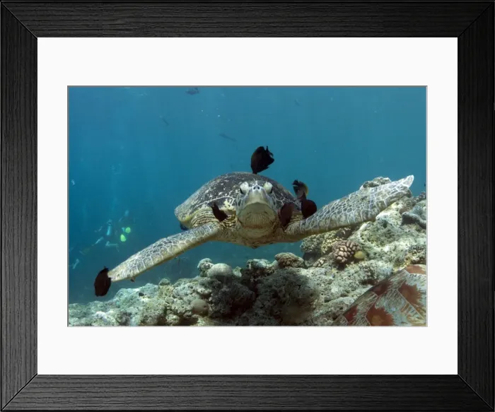 Framed Print : Picture No. 11675110