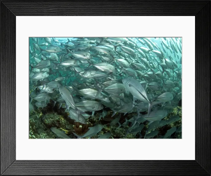 Framed Print : Picture No. 11675112 Framed Print : Picture No. 11675112