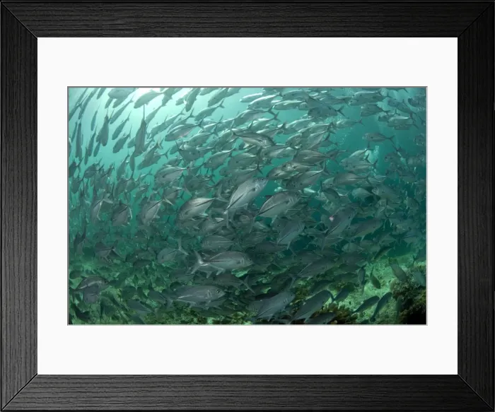 Framed Print : Picture No. 11675113 Framed Print : Picture No. 11675113