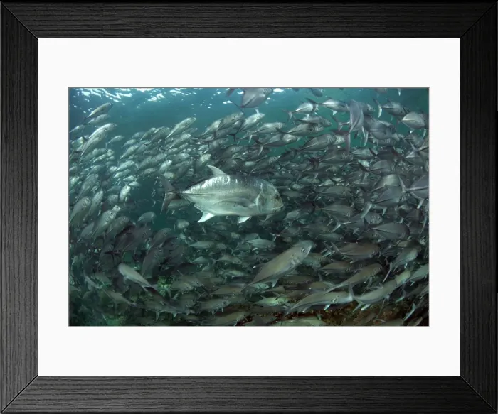 Framed Print : Picture No. 11675114