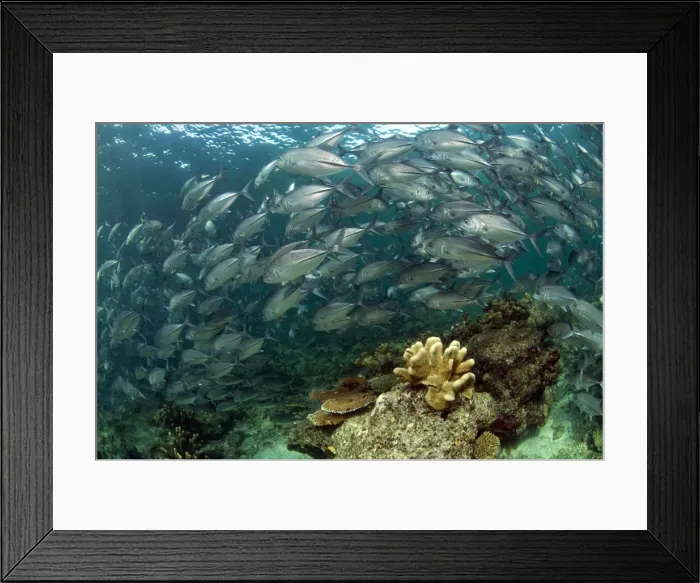 Framed Print : Picture No. 11675115 Framed Print : Picture No. 11675115