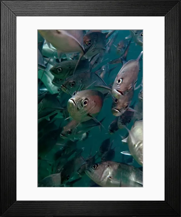 Framed Print : Picture No. 11675117 Framed Print : Picture No. 11675117