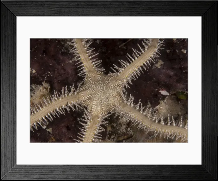 Framed Print : Picture No. 11675118 Framed Print : Picture No. 11675118