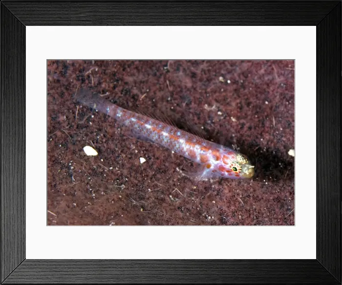Framed Print : Picture No. 11675116 Framed Print : Picture No. 11675116