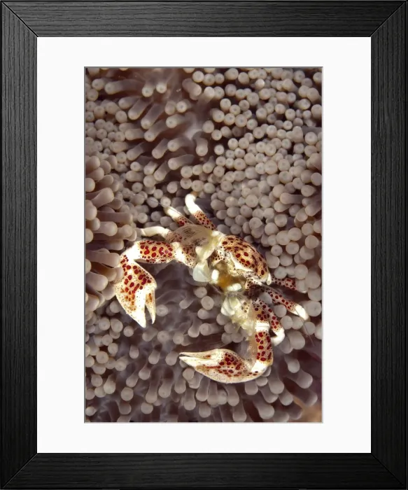 Framed Print : Picture No. 11675119