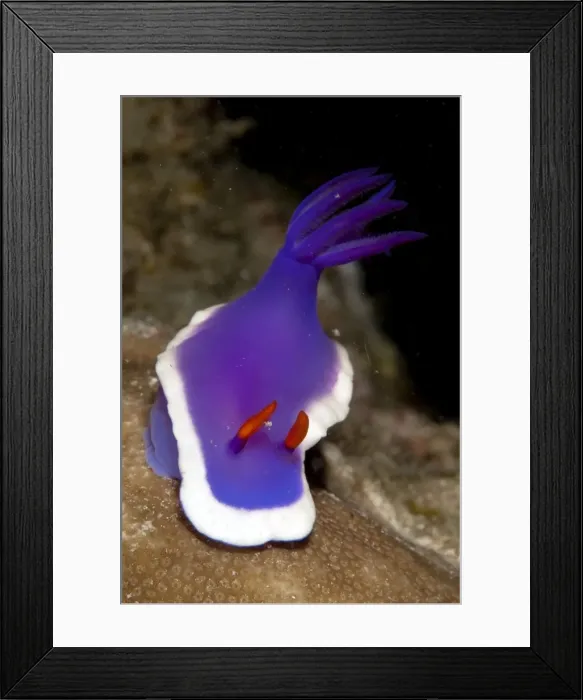 Framed Print : Picture No. 11675121 Framed Print : Picture No. 11675121