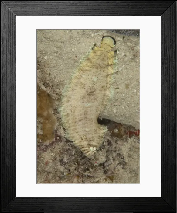 Framed Print : Picture No. 11675120