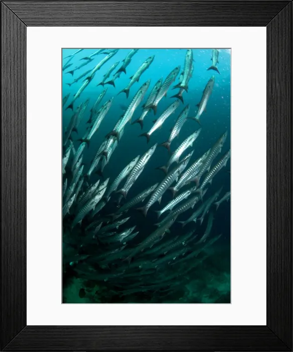Framed Print : Picture No. 11675123 Framed Print : Picture No. 11675123