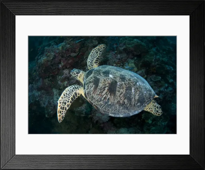 Framed Print : Picture No. 11675122 Framed Print : Picture No. 11675122