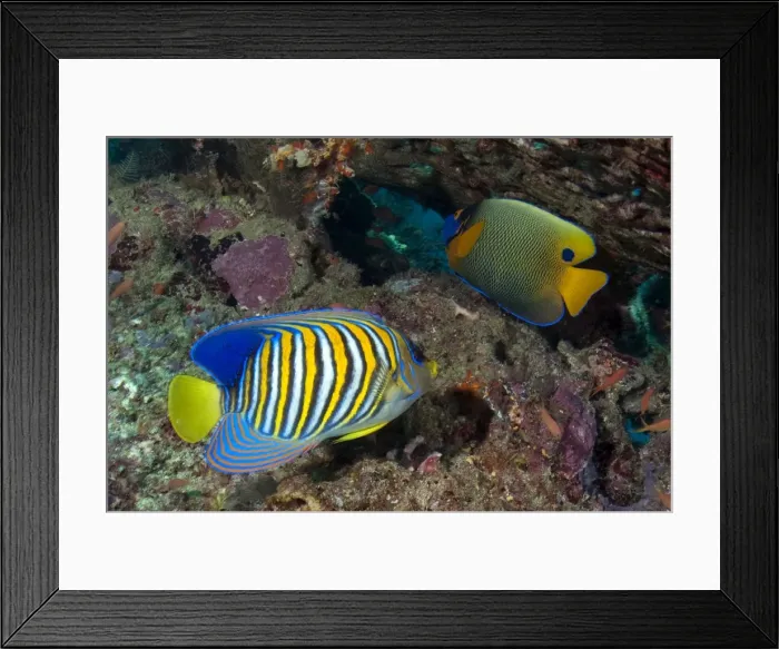 Framed Print : Picture No. 11675124 Framed Print : Picture No. 11675124