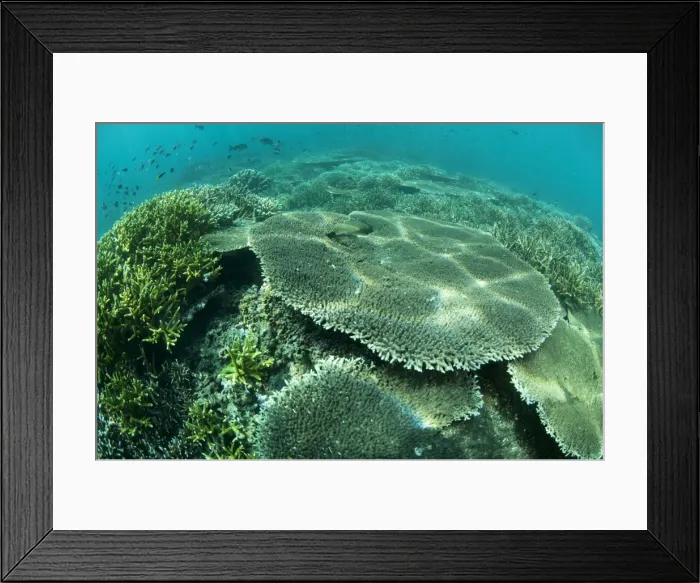 Framed Print : Picture No. 11675126 Framed Print : Picture No. 11675126
