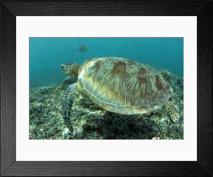 Framed Print : Picture No. 11675125 Framed Print : Picture No. 11675125