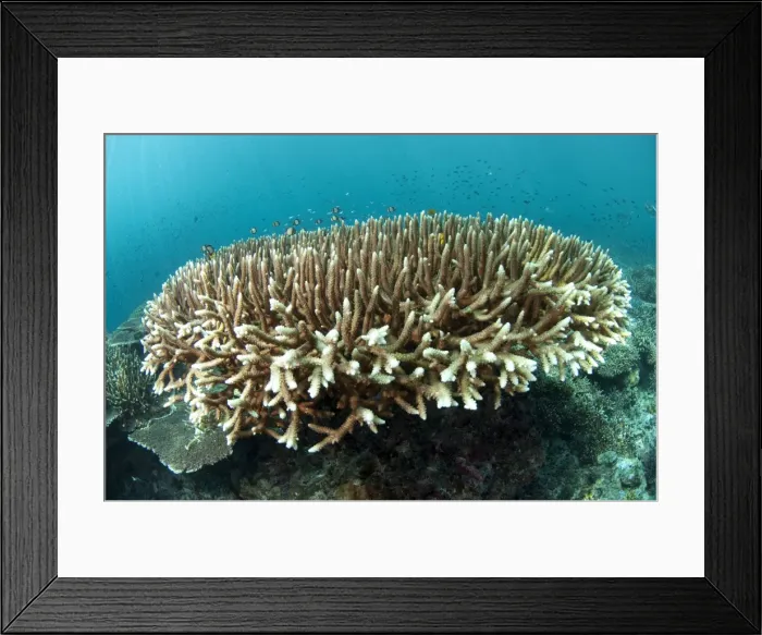 Framed Print : Picture No. 11675127