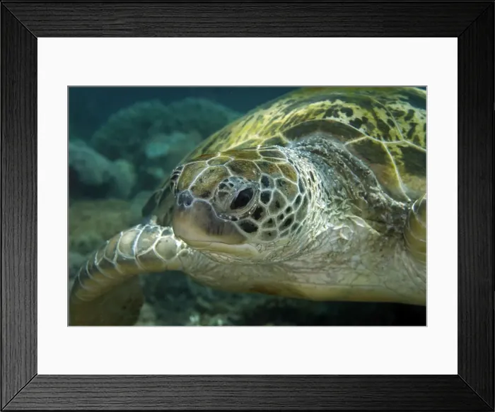 Framed Print : Picture No. 11675129 Framed Print : Picture No. 11675129
