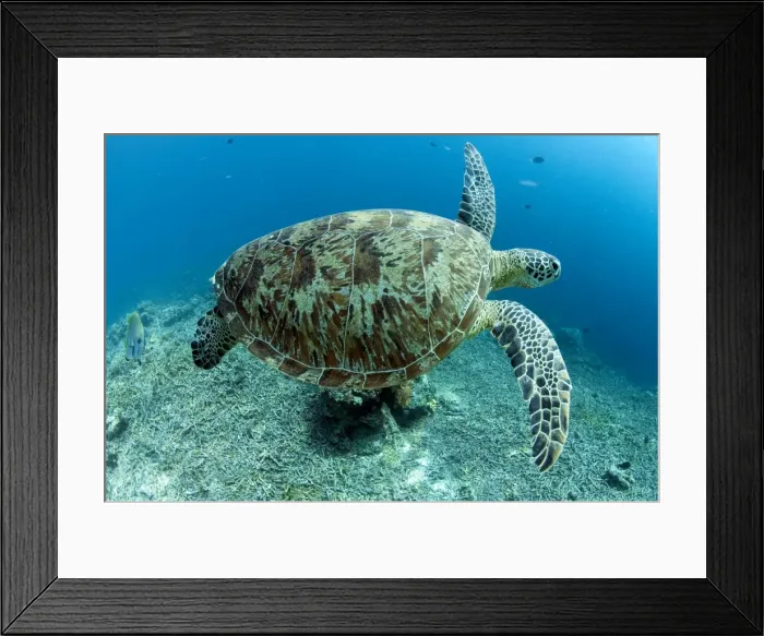 Framed Print : Picture No. 11675130 Framed Print : Picture No. 11675130
